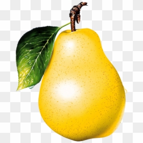 Png Pear, Transparent Png - pear png