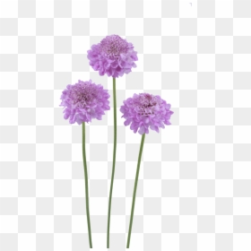 Pincushion Flower Png, Transparent Png - purple flowers png