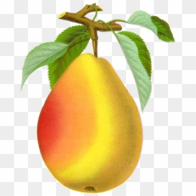 Vintage Pear Png, Transparent Png - pear png