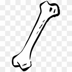 Human Bone Clipart, HD Png Download - dog bone png