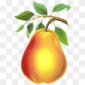 Asian Pear, HD Png Download - pear png