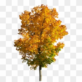 Fall Tree Trees Clipart Transparent Png - Transparent Background Autumn Tree Png, Png Download - autumn trees png