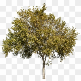 Transparent Background Olive Tree Png, Png Download - autumn trees png
