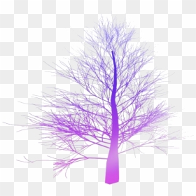 Fall Trees Png Transparent Images - Spruce Tree No Leaves, Png Download - autumn trees png