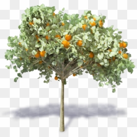 Orange Tree Png - Arbol De Naranja Png, Transparent Png - autumn trees png