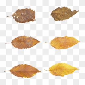 Leaves, Autumn, Fall, Brown, Forest, Tree, Nature, - Autumn, HD Png Download - autumn trees png