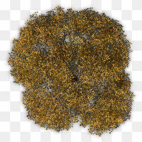 Autumn Tree Png Download - Tree From Above Png, Transparent Png - autumn trees png
