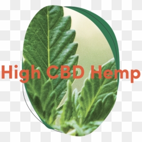 High Cbd Hemp - Houseplant, HD Png Download - hemp png