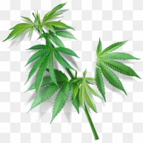 Clip Art Superfood - Plant Cannabaceae, HD Png Download - hemp png