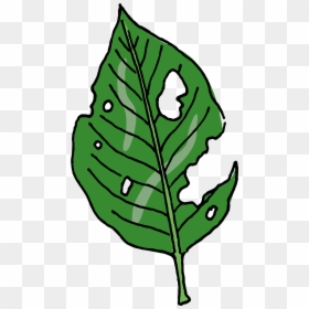 Slugs Leave Ragged Holes In Leaves, HD Png Download - cubeta de cerveza png