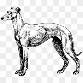 Greyhound Lines Greyhound Adoption Clip Art - Greyhound Drawing Free, HD Png Download - greyhound png