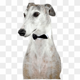 Spanish Greyhound, HD Png Download - greyhound png