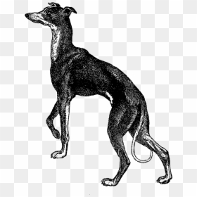 Greyhound Clipart - Cartoon Clipart Greyhound Dog, HD Png Download - greyhound png