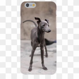 Small Whippet Like Dog, HD Png Download - greyhound png