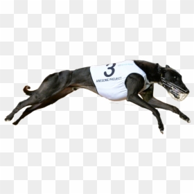 Awesomeproject Cut Copy - Racing Greyhound Png, Transparent Png - greyhound png