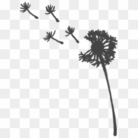 Freetoedit Dandelions Dandelionseeds Png Transparentbac - Dessin Noir Et Blanc Png, Png Download - dandelion seed png