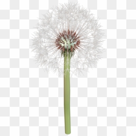 Dandelion, HD Png Download - dandelion seed png