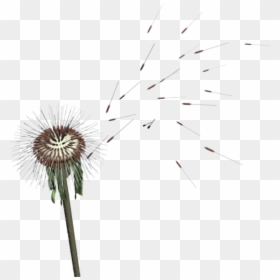 #dandelion#seed - Dandelion, HD Png Download - dandelion seed png