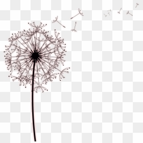 Clip Art Dandelion Drawing - Black And White Dandelion Clock, HD Png Download - dandelion seed png