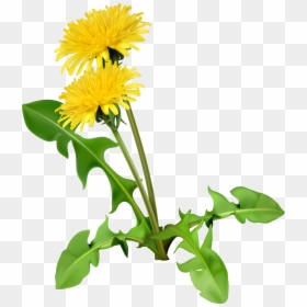 Common Coffee Flower Seed Cartoon Yellow Chrysanthemum - Cartoon Dandelion, HD Png Download - dandelion seed png