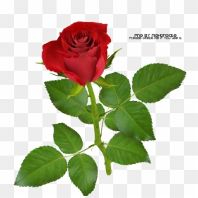01 Rose Png Made By Nightingale By Taxitoheaven On - Rosa Com Fundo Transparente, Png Download - fundo rosa png