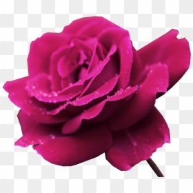 Transparent Fundo Rosa Png - Imagenes Ultra 4k Flowers, Png Download - fundo rosa png