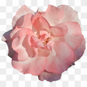 Flower, Pink Rose, Nature, Beauty - Rose, HD Png Download - fundo rosa png