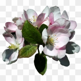 Com Apple Blossoms - Apple Tree Flowers Png, Transparent Png - apple blossom png