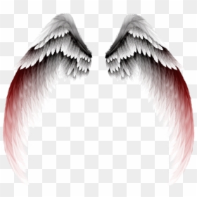 Photography Clipart Eyelash - White And Red Angel Wings, HD Png Download - photography clipart png