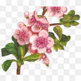 Apple Blossom Cliparts - Apple Blossom Clipart, HD Png Download - apple blossom png