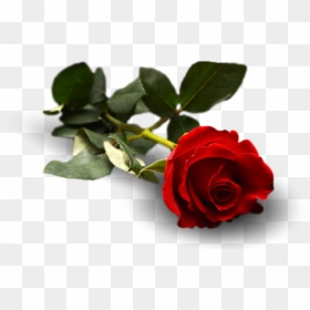 Rose, Flower, Leaf, Floral, Flora - Garden Roses, HD Png Download - rose leaf png
