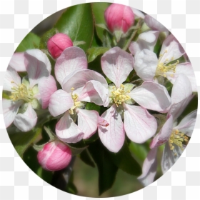Melastome Family, HD Png Download - apple blossom png