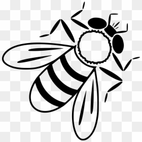 Bee - Drone Bee Drawing, HD Png Download - bee.png