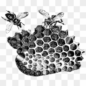 Bee Honeycomb Drawing Download - Honeycomb With Bees Drawing, HD Png Download - bee.png