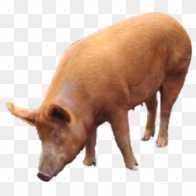 Pig Png Free Download - Pig Png, Transparent Png - png pig