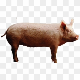 Pig Png Image - Pigs On A Farm, Transparent Png - png pig