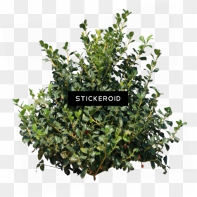 Tree Bush Png - Bush Transparent, Png Download - desert shrub png