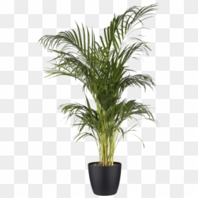 Areca Palm Transparent Background, HD Png Download - desert shrub png