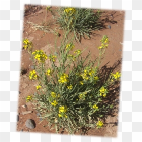 Fendler"s Bladderpod Physaria Fenleri, HD Png Download - desert shrub png