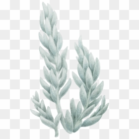 Khorasan Wheat, HD Png Download - desert shrub png
