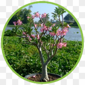 Rosa Arkansana, HD Png Download - desert shrub png