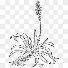 Aloe Vera Drawing, HD Png Download - desert shrub png