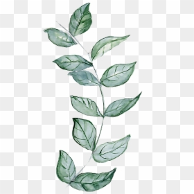 #twig #branches #branch #aquarelle #leaf #leaves - Twig, HD Png Download - branch with leaves png