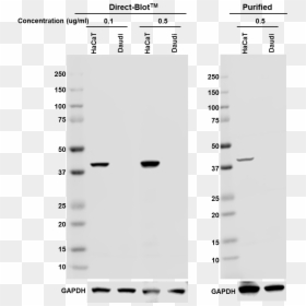 A53-bslasha2 Hrp Cytokeratin19 Antibody - Monochrome, HD Png Download - slash line png