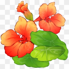 Transparent Summer Background Png - Nasturtium Flower Clip Art, Png Download - summer background png