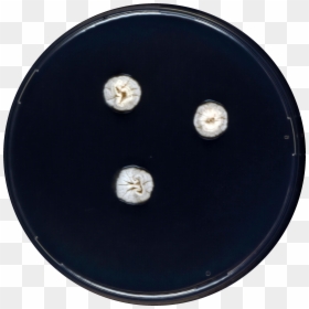 Aspergillus Shendaweii Cya - Circle, HD Png Download - gramophone png