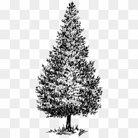 Cedar Tree Clip Art, HD Png Download - cedar tree png