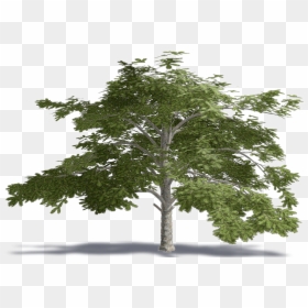 Cedar Of Lebanon - Lebanese Cedar Tree Png, Transparent Png - cedar tree png