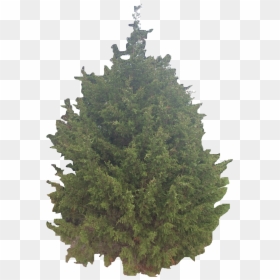 Eastern Red Cedar Png, Transparent Png - cedar tree png