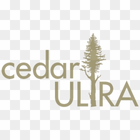 Cedar Ultra Logo - Cedar Logo, HD Png Download - cedar tree png
